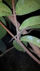 Hemidactylus brookii