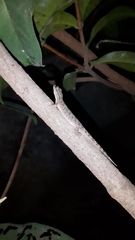 Hemidactylus brookii