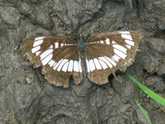 Neptis rivularis