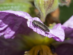 Acmaeodera cisti