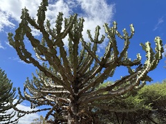 Euphorbia candelabrum