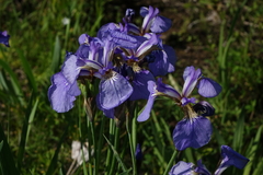Iris setosa