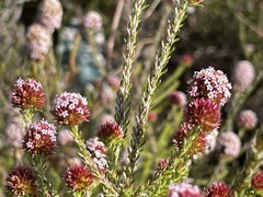 Stoebe capitata