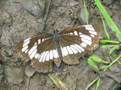 Neptis rivularis