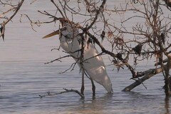 Ardea herodias occidentalis