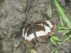 Neptis rivularis