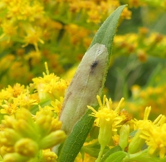 Calycomyza solidaginis