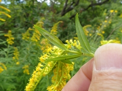 Calycomyza solidaginis