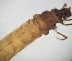 Anabolia