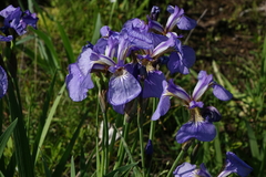 Iris setosa