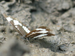 Neptis rivularis