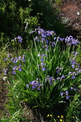 Iris setosa