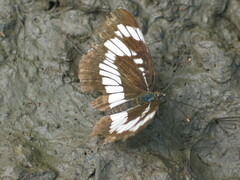 Neptis rivularis