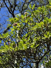 Plumeria