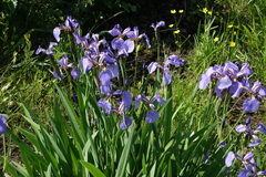 Iris setosa