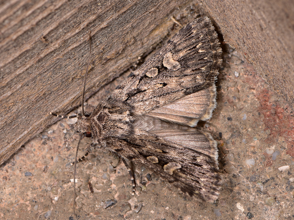 Dichagyris nigrescens