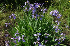 Iris setosa
