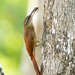 Cocoa Woodcreeper - Photo (c) Anthony Batista, some rights reserved (CC BY), uploaded by Anthony Batista