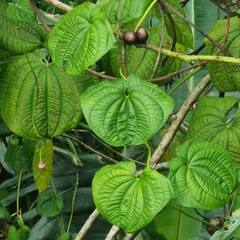 Dioscorea sansibarensis
