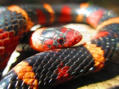 Lampropeltis elapsoides