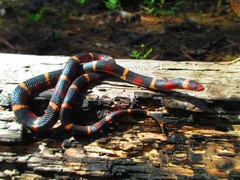 Lampropeltis elapsoides