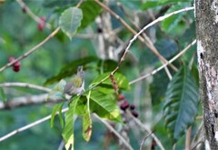 Leiothlypis peregrina