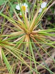Spinifex littoreus