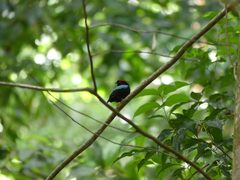 Chiroxiphia pareola pareola