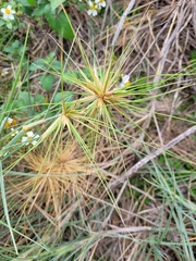 Spinifex littoreus