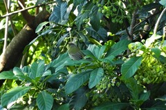 Leiothlypis peregrina