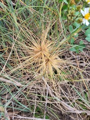 Spinifex littoreus