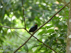 Chiroxiphia pareola pareola