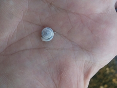 Polygyra septemvolva