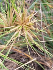 Spinifex littoreus