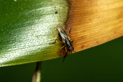 Anaphalantus longicornis