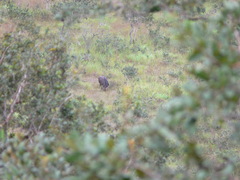 Syncerus caffer nanus