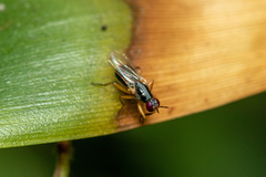 Anaphalantus longicornis