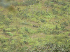 Syncerus caffer nanus