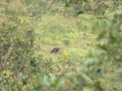 Syncerus caffer nanus