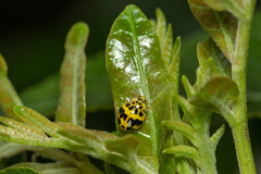 Psyllobora variegata