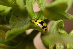 Psyllobora variegata