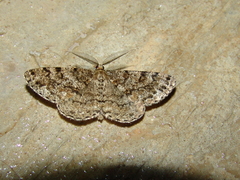 Deileptenia ribeata