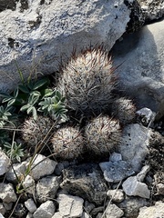 Escobaria emskoetteriana