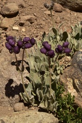 Calceolaria arachnoidea
