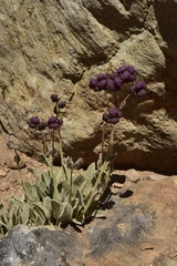 Calceolaria arachnoidea