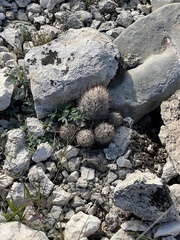 Escobaria emskoetteriana