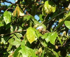 Leiothlypis peregrina