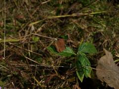 Abisara bifasciata