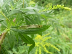 Calycomyza solidaginis