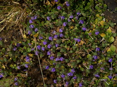 Hygrophila serpyllum